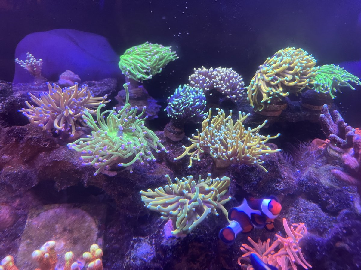 Build Thread - Reef Showcase - Bringing life back to my Nano Reef: A 2. ...