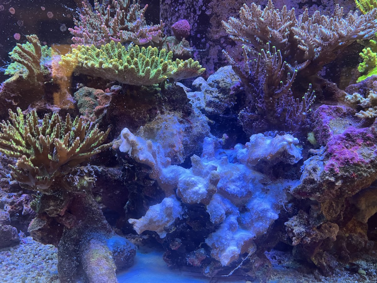 IMG_1602.jpeg