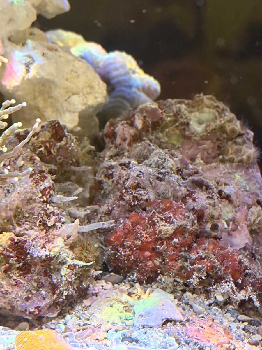 IMG_1616.jpeg