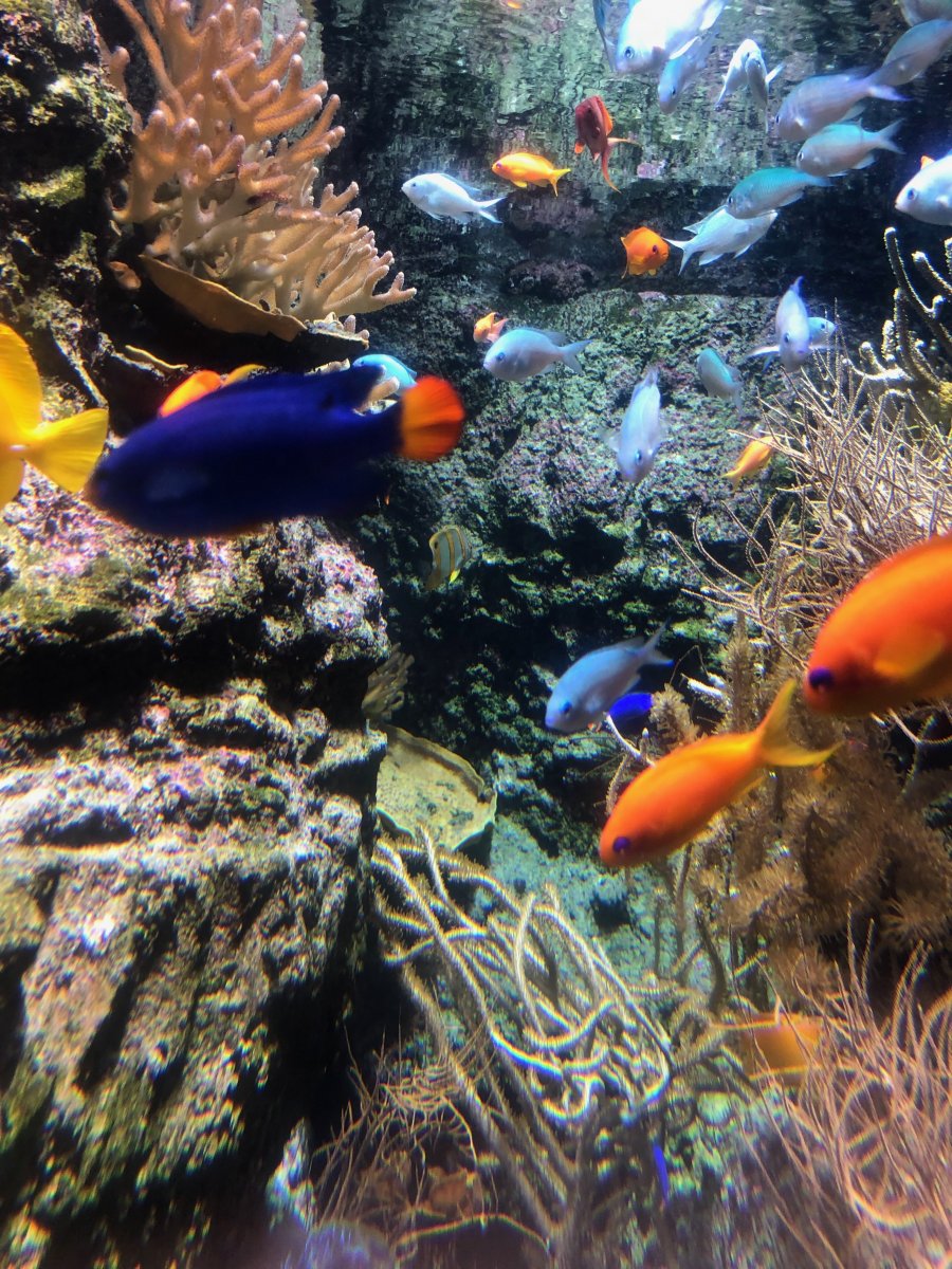 IMG_1627.jpeg