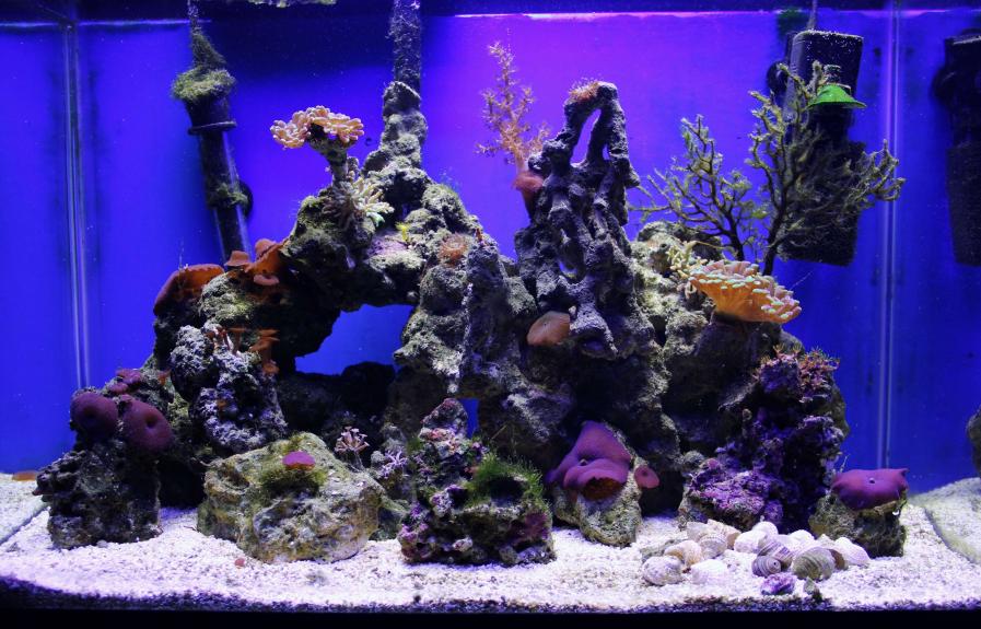 T5 and LED's canopy build for my 20gl high | REEF2REEF Saltwater and ...