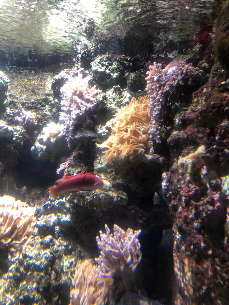 IMG_1631.jpeg