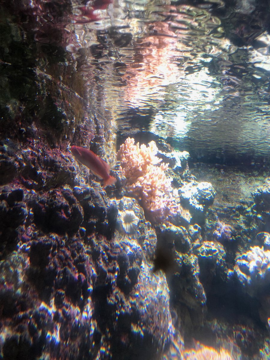 IMG_1634.jpeg