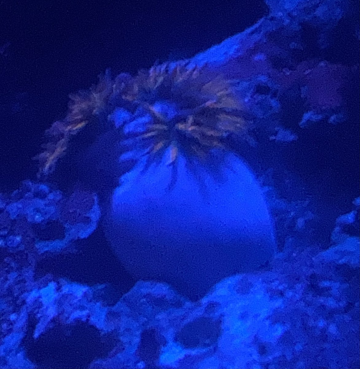 IMG_1639.jpeg
