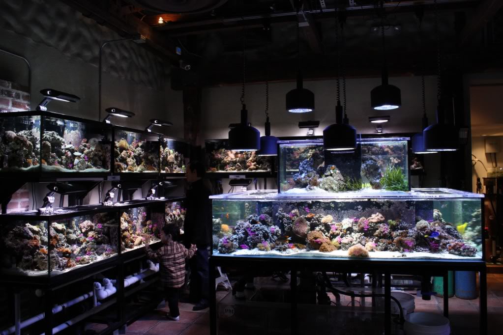 nearest aquarium shop