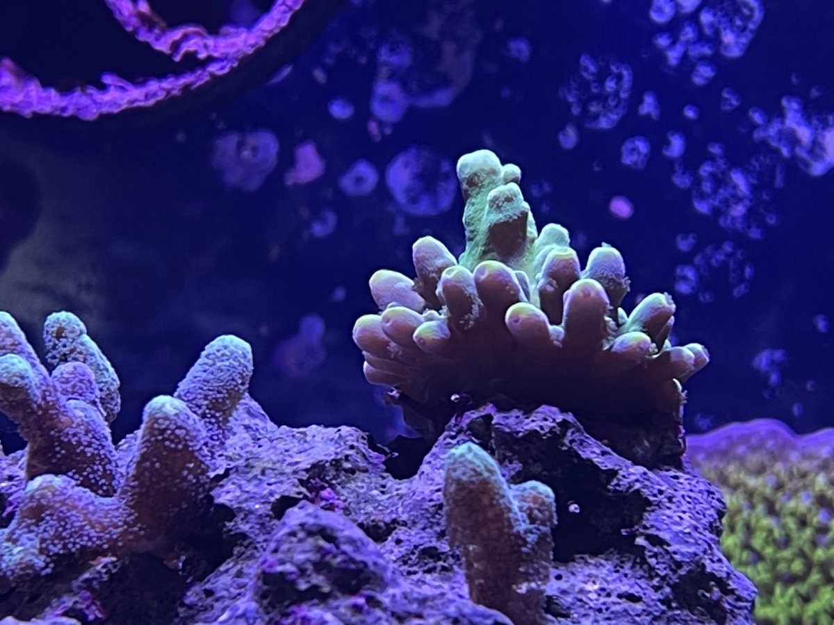 Frog skin Acro - Losing Color? | Reef2Reef
