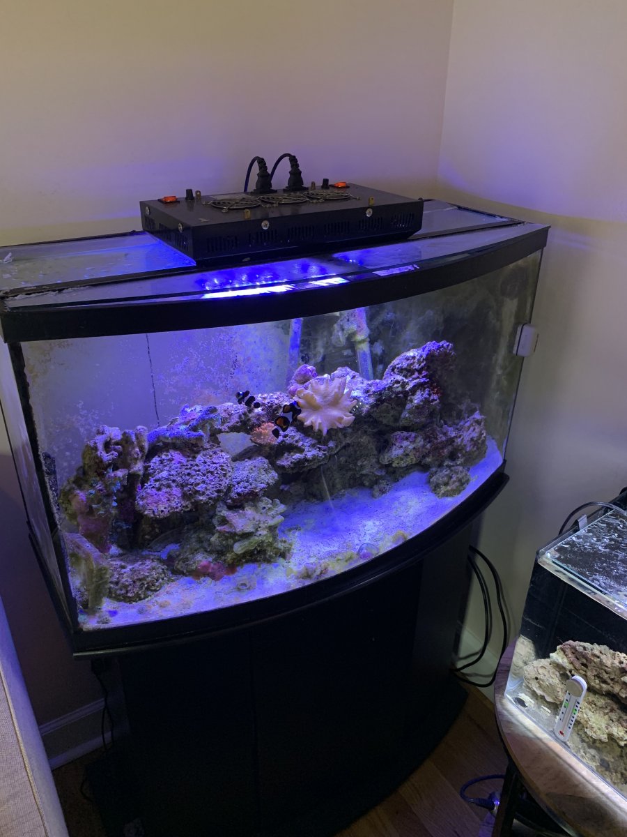 40 Gallon bowfront reef f s cheap Moving and must sell Nashville Reef2Reef