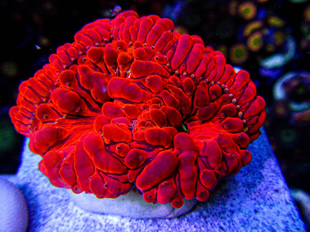 IMG_1663.jpg