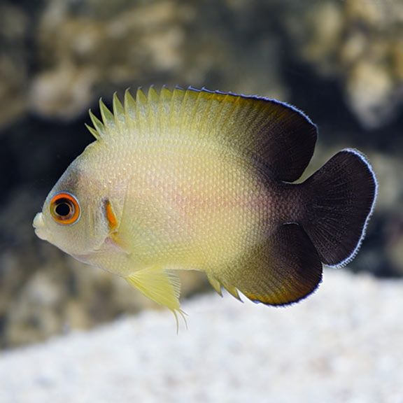 Fish Tournament: Dwarf Angels. Round 1, Vote 3 | Reef2Reef