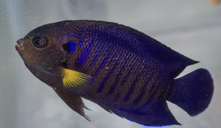 Fish Tournament: Dwarf Angels. Round 1, Vote 3 | Reef2Reef