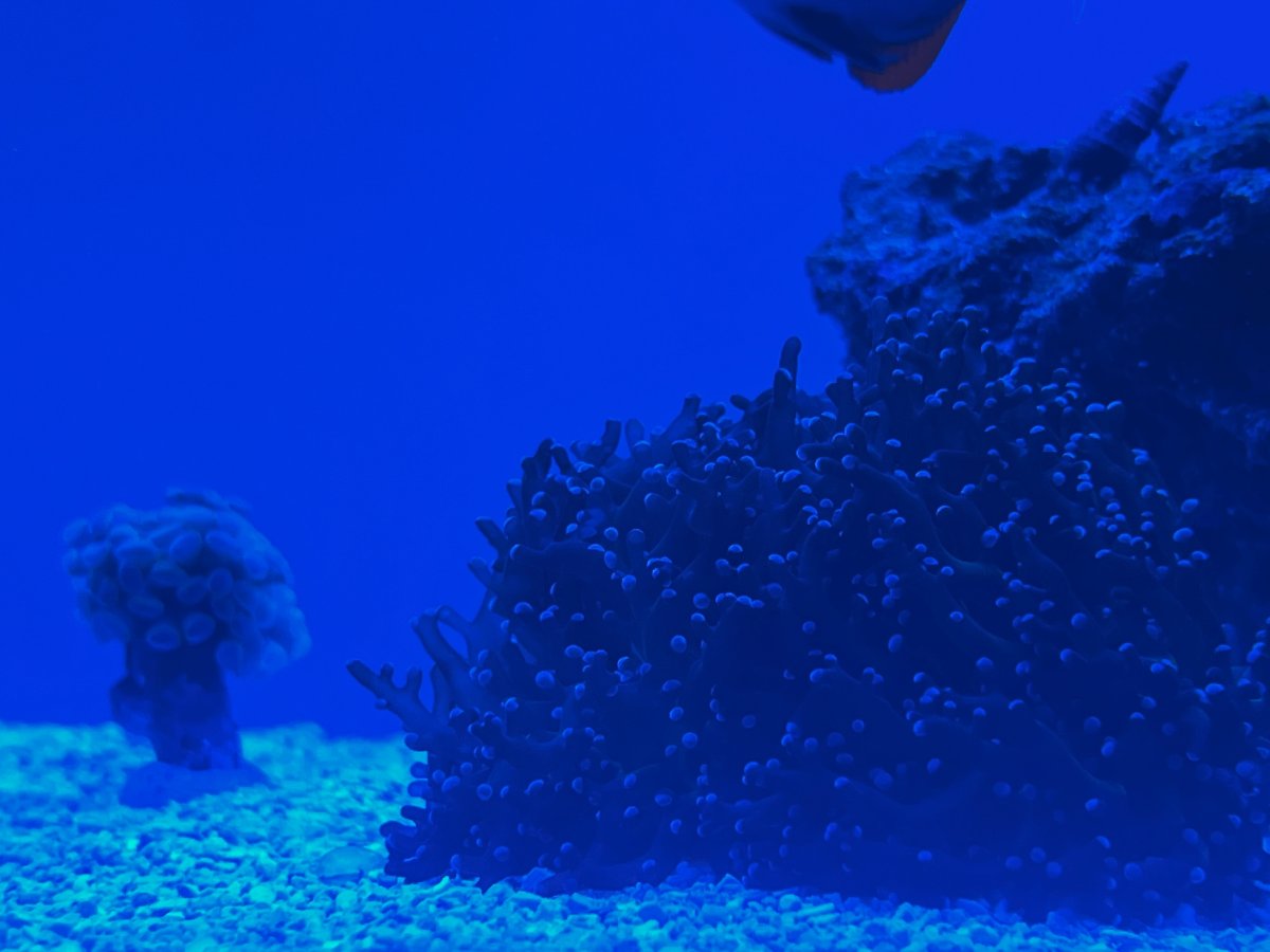 IMG_1685.jpeg