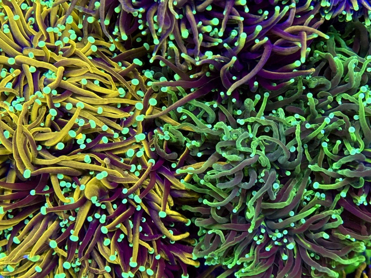 Reef Spotlight - REEF OF THE MONTH JANUARY 2026 - Rice's SPS Dominated ...