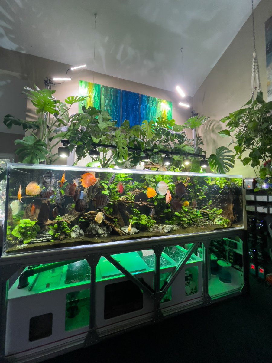 California - AA PVC Sump | Reef2Reef