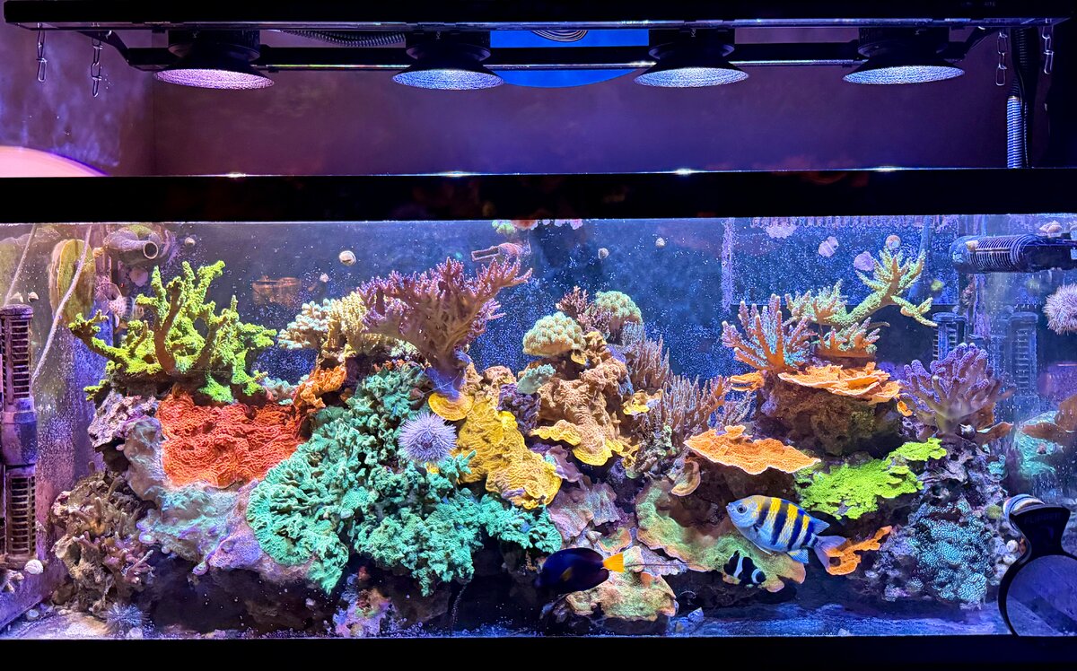 What Are Some Made Up Rules To Reefing That Aren’t Always True? | Reef2Reef