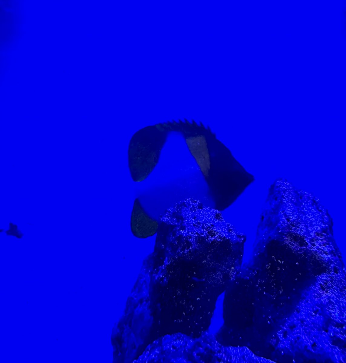 IMG_1721.jpeg