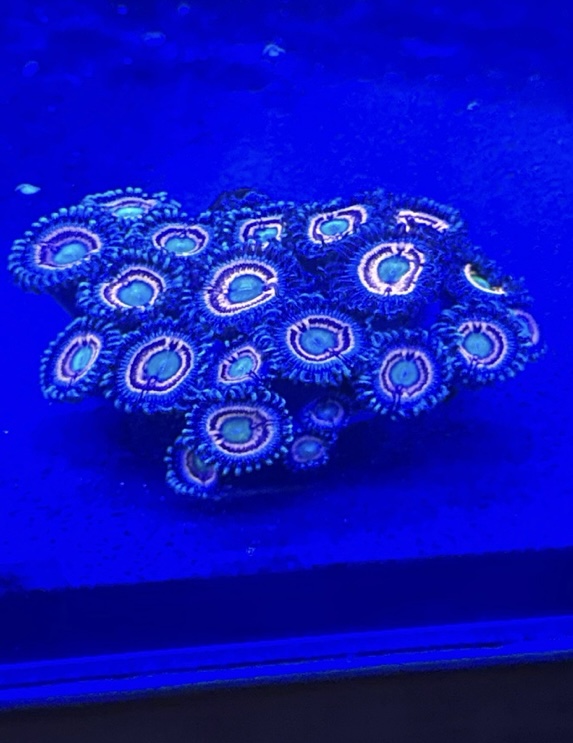 IMG_1732.jpeg