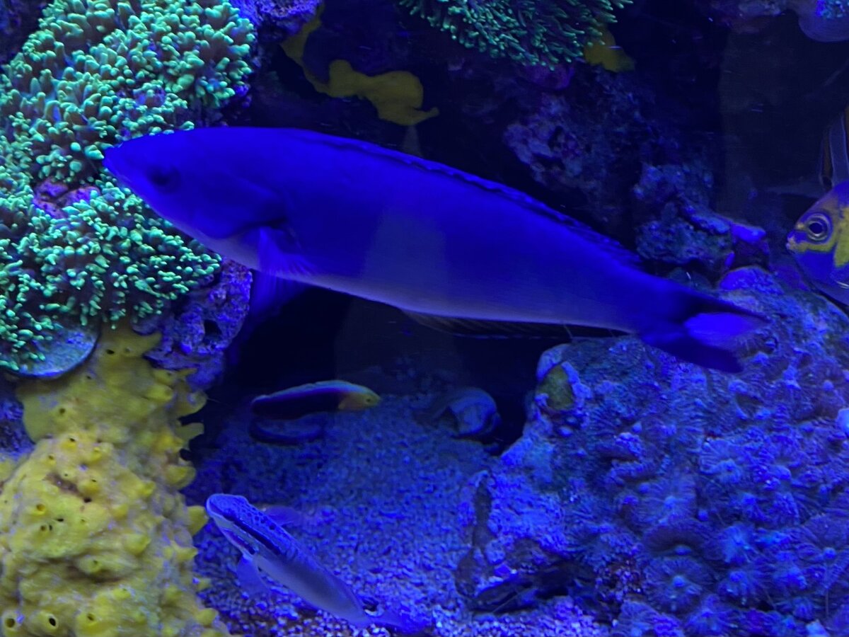IMG_1734.jpeg