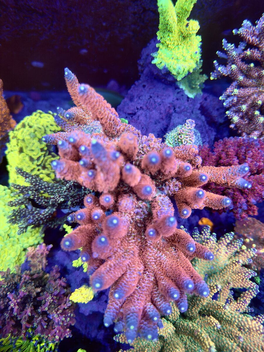 IMG_1742.jpeg