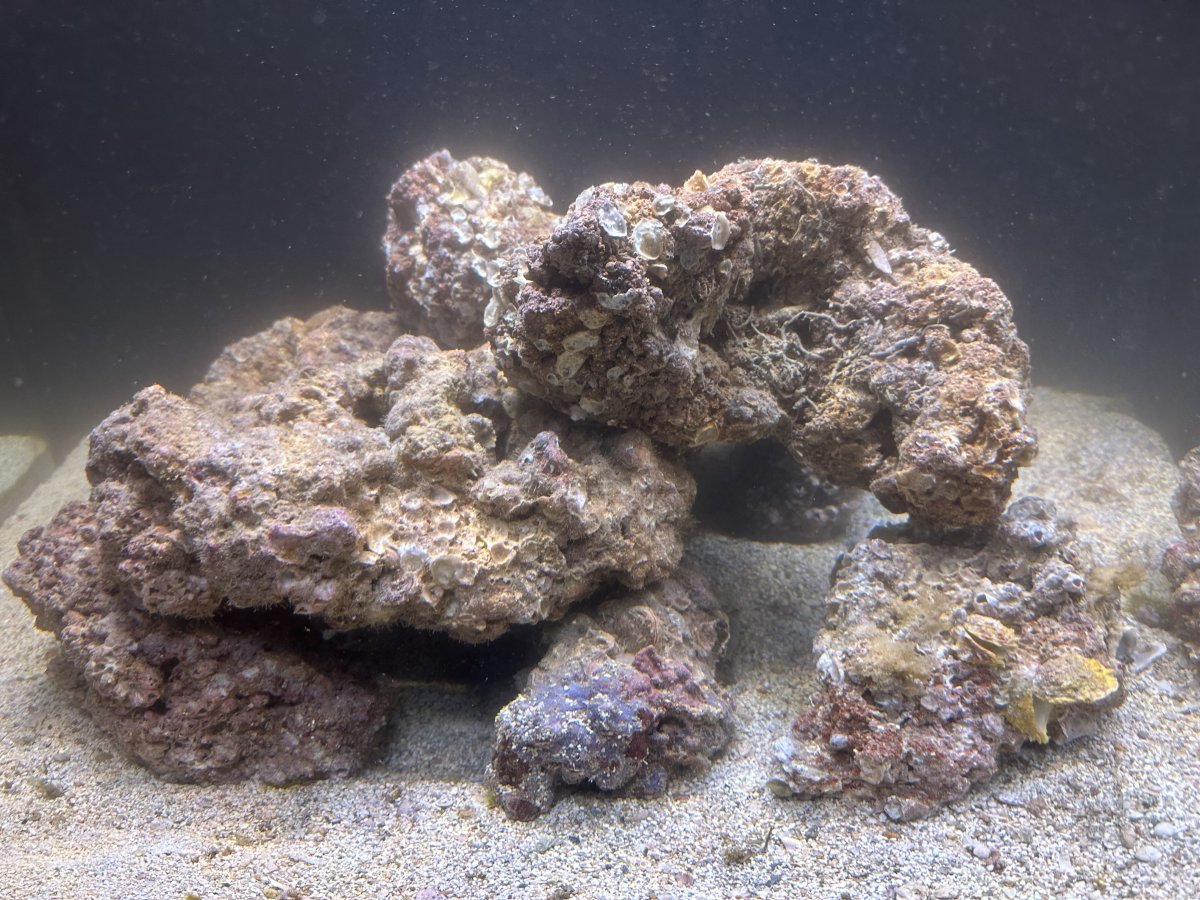 Tampa Bay Saltwater Real Live Rock | Page 19 | Reef2Reef