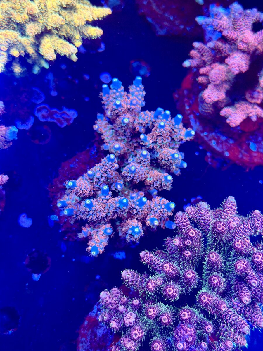 IMG_1767.jpeg