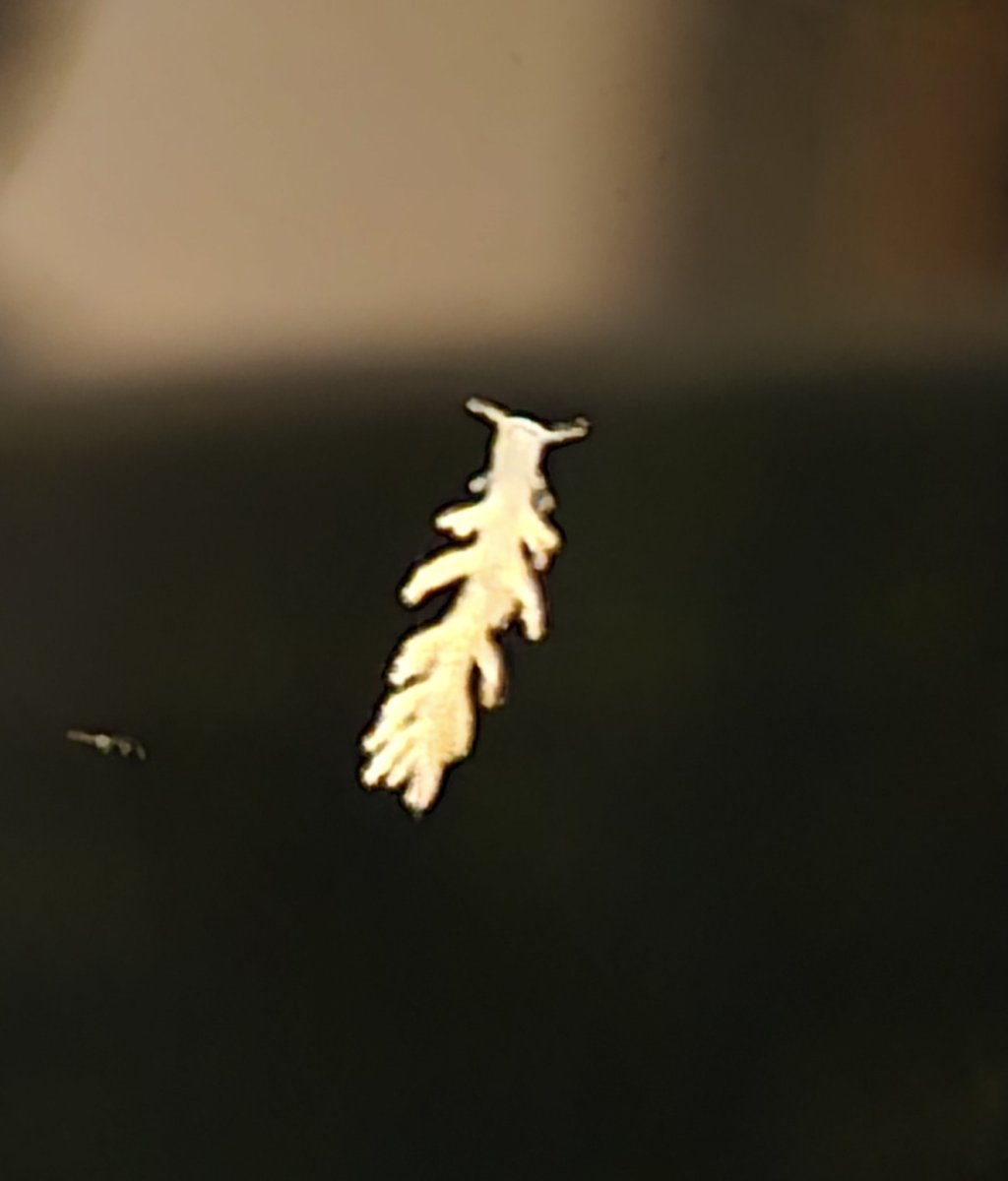 IMG_1781.jpeg