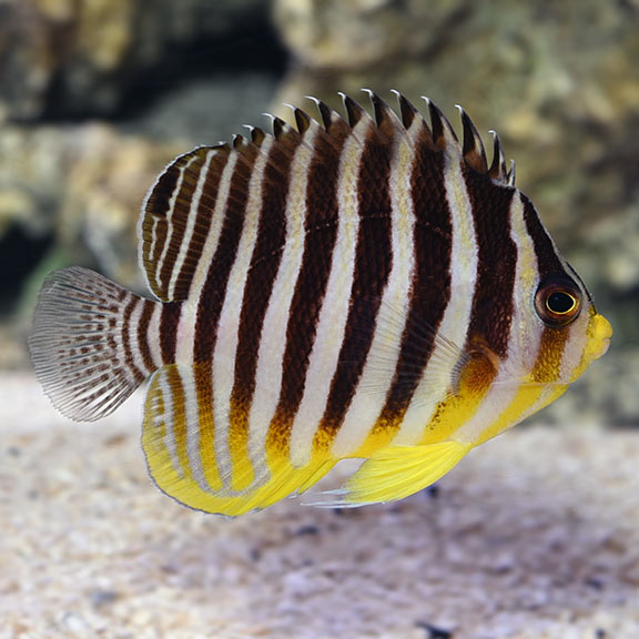 Fish Tournament: Dwarf Angels. Round 1, Vote 11. | Reef2Reef