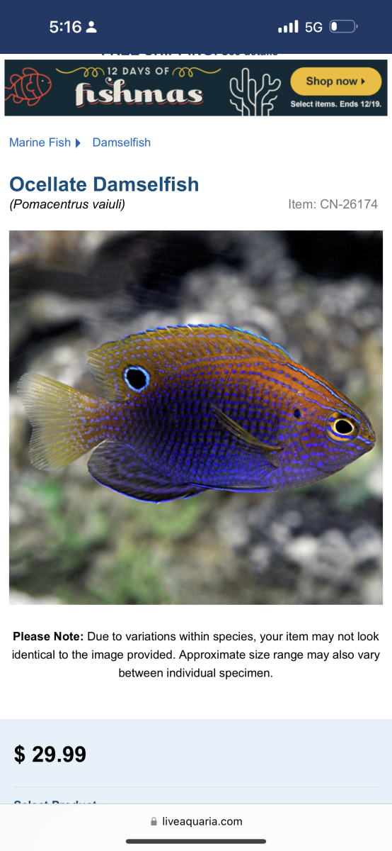 California - Black Nox Dwarf / Aptasia FileFish / Princess Damsel $20 ...