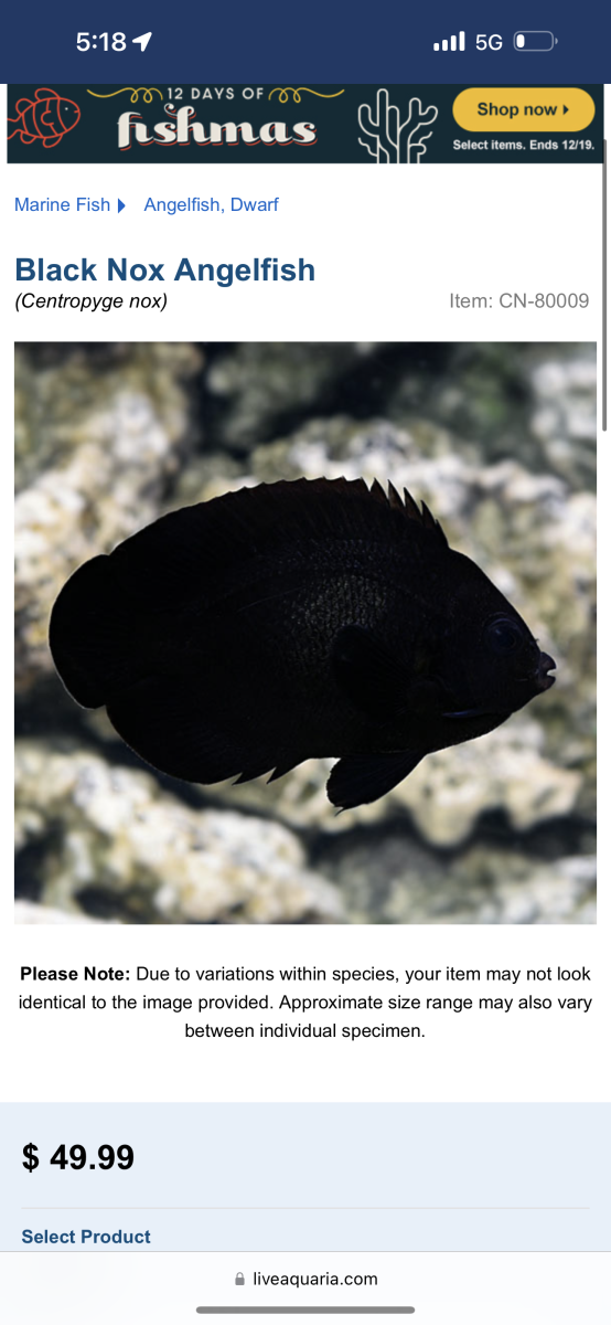 California - Black Nox Dwarf / Aptasia FileFish / Princess Damsel $20 ...