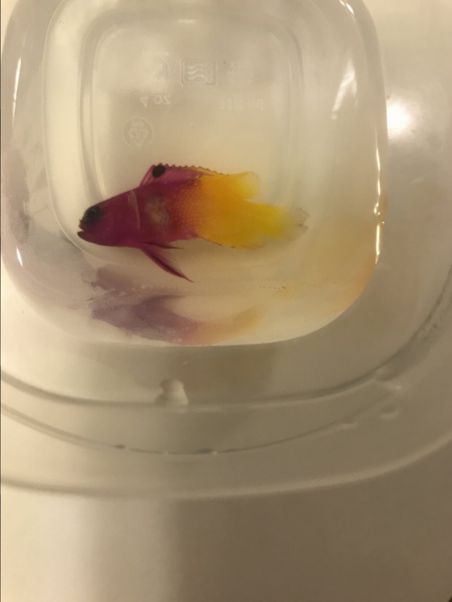 fish injury or parasite | Reef2Reef