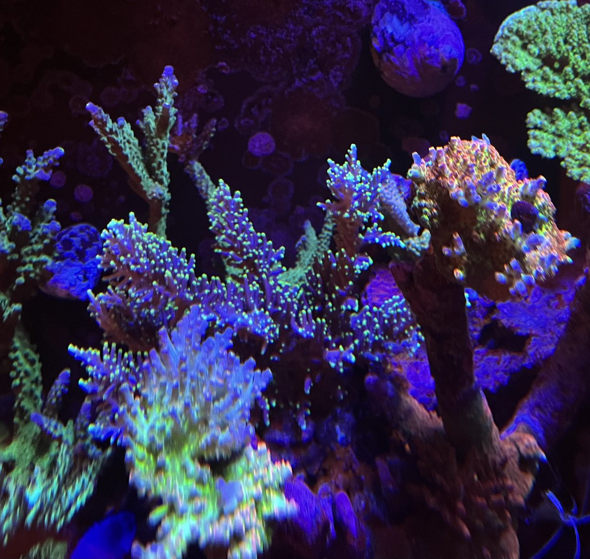 IMG_1793.jpeg