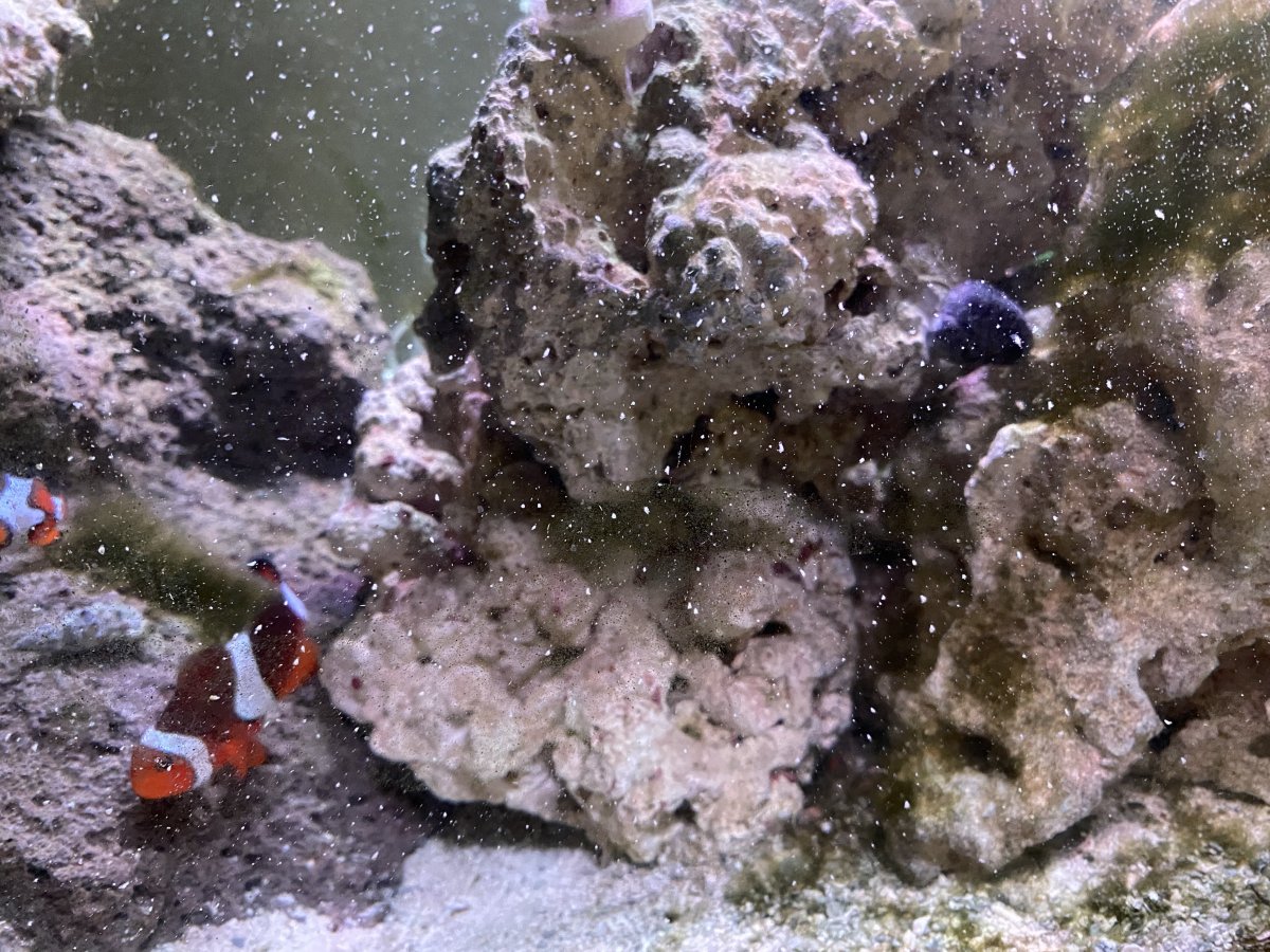 Large White Specks on Glass ID REEF2REEF Saltwater and Reef Aquarium Forum