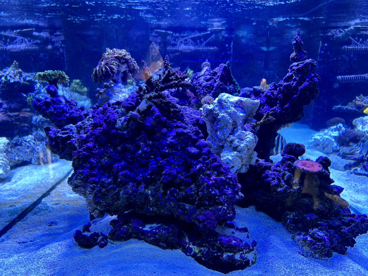 Mass Reefing Exodus? | Page 2 | Reef2Reef