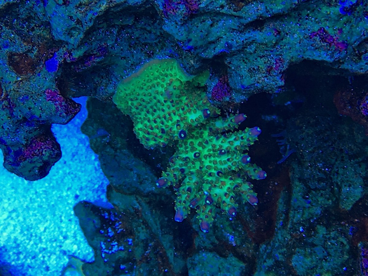 coral reef  Thirstysreef Acropora Coral JF Jolt 3/4” | eBay