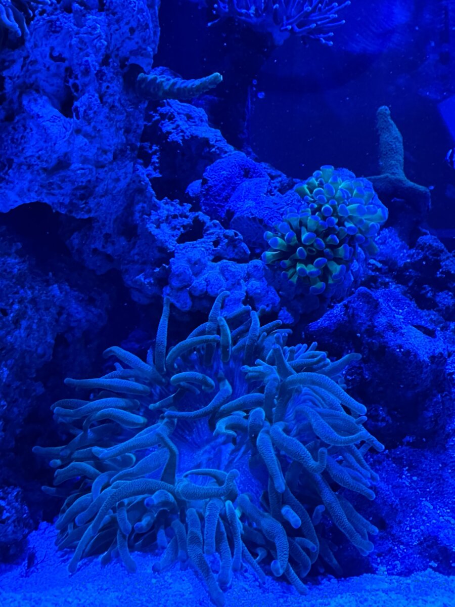 IMG_1811.jpeg