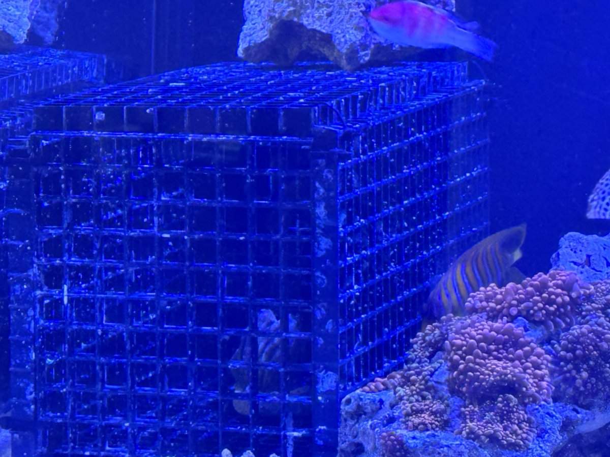Build Thread - The 5 foot build… It’s happening!! | Page 17 | Reef2Reef