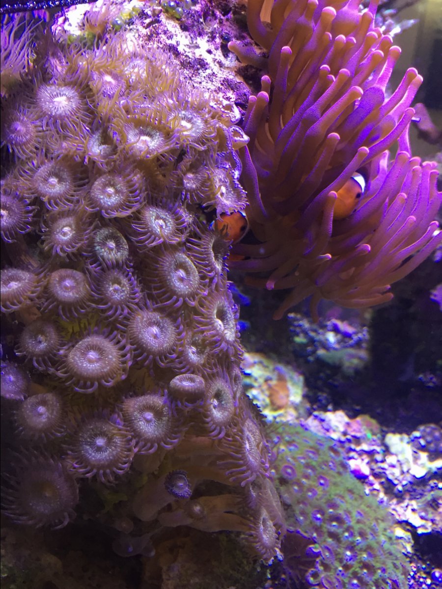 Coral warfare? | REEF2REEF Saltwater and Reef Aquarium Forum