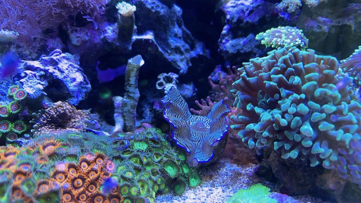 Build Thread - A SW newbie's BioCube 32 gal | Page 2 | Reef2Reef