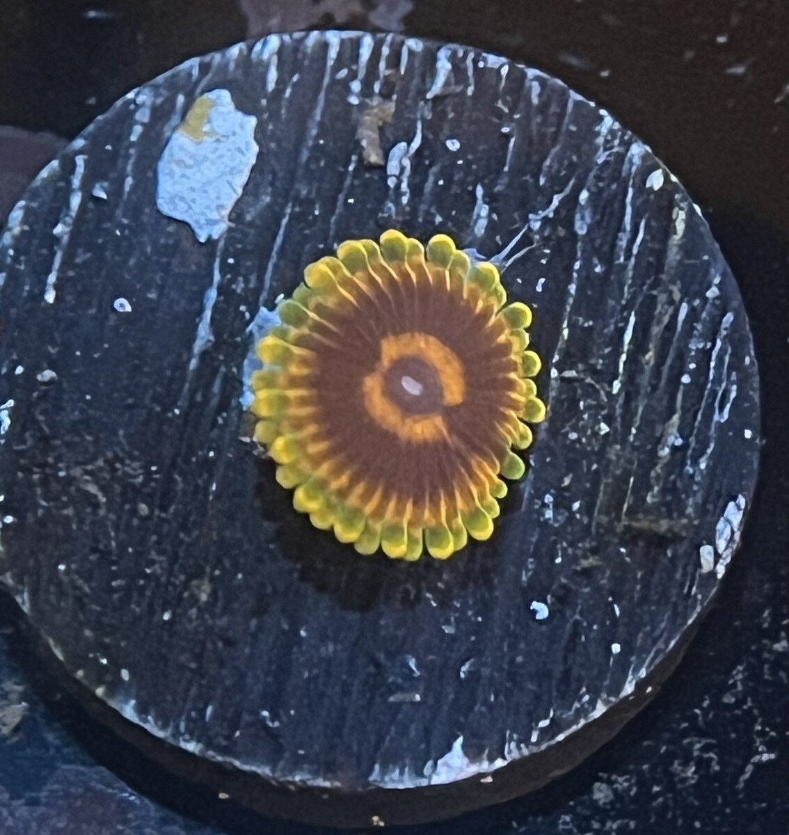 IMG_1916.jpeg