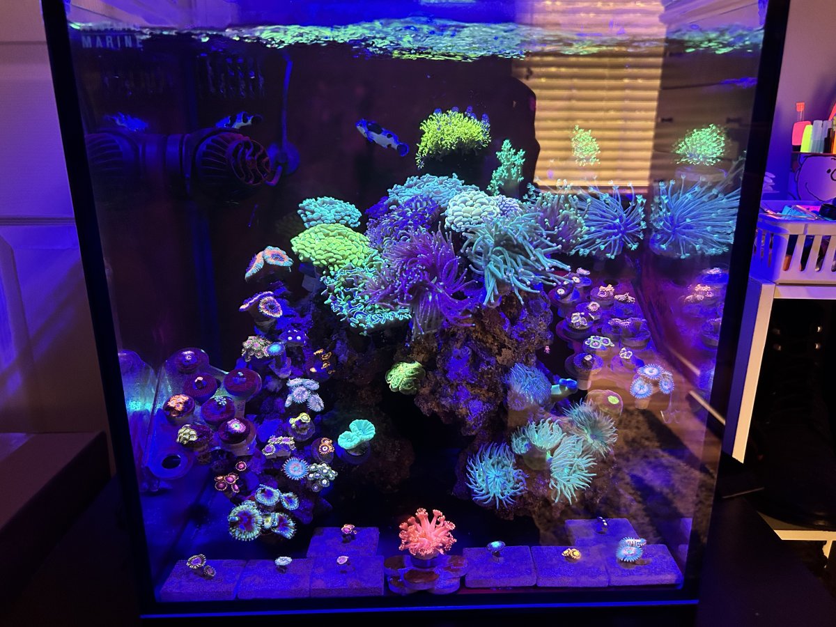 Coral Cycling A Low Maintenance and Budget Reef Tank | Reef2Reef
