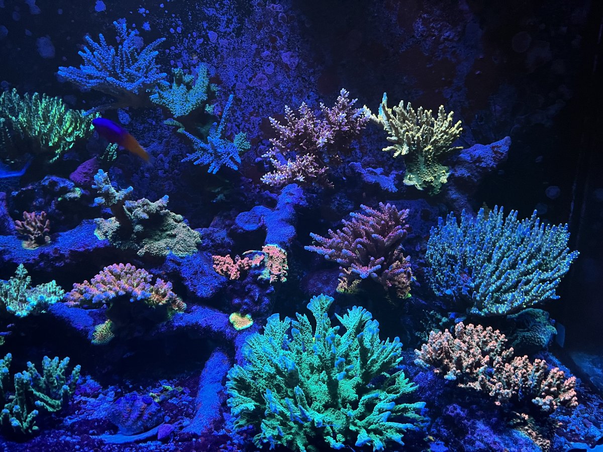 IMG_1940.jpeg