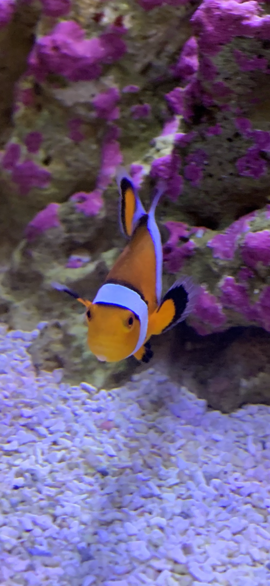 IMG_1951.PNG