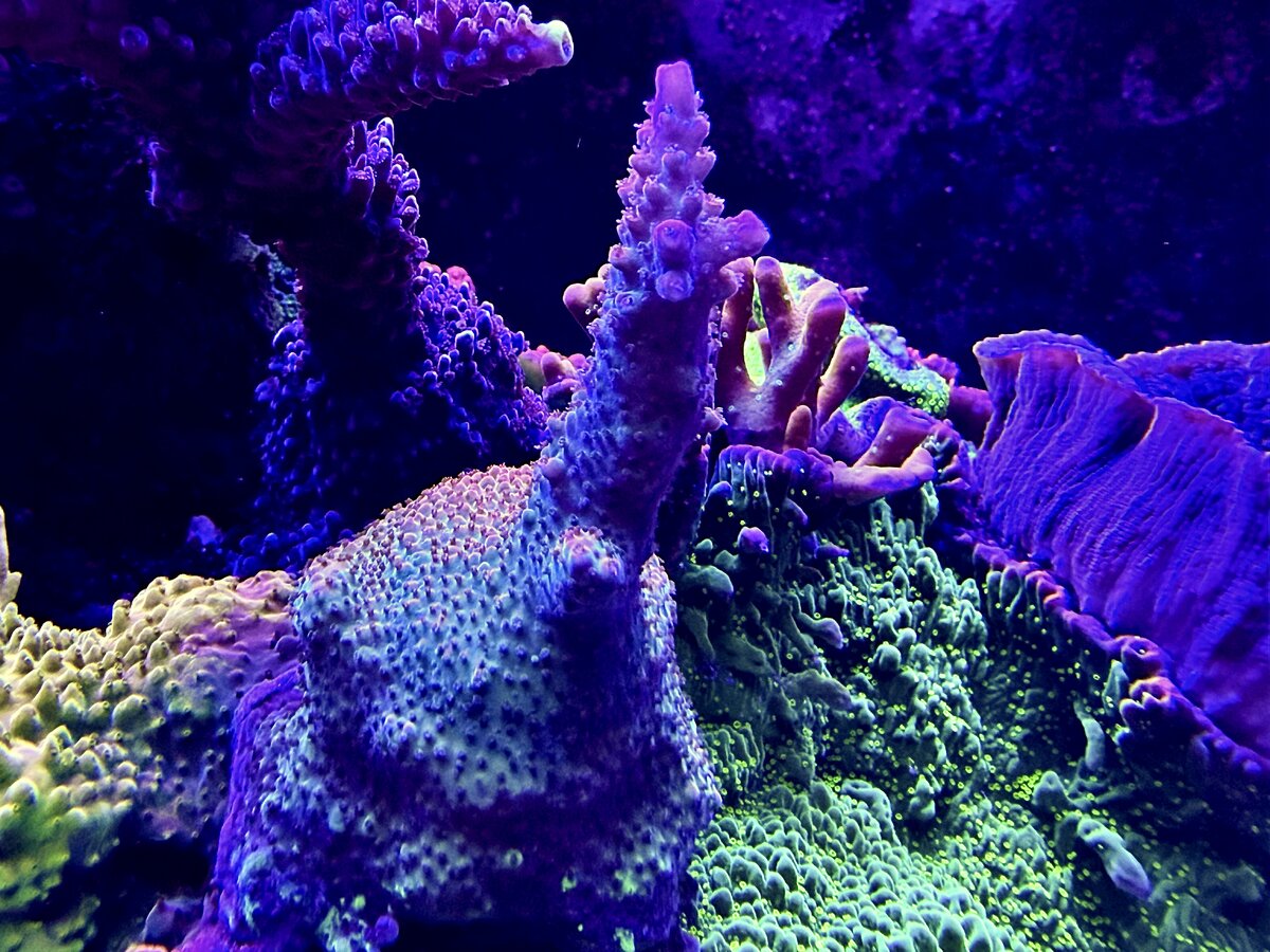 IMG_1955.jpeg