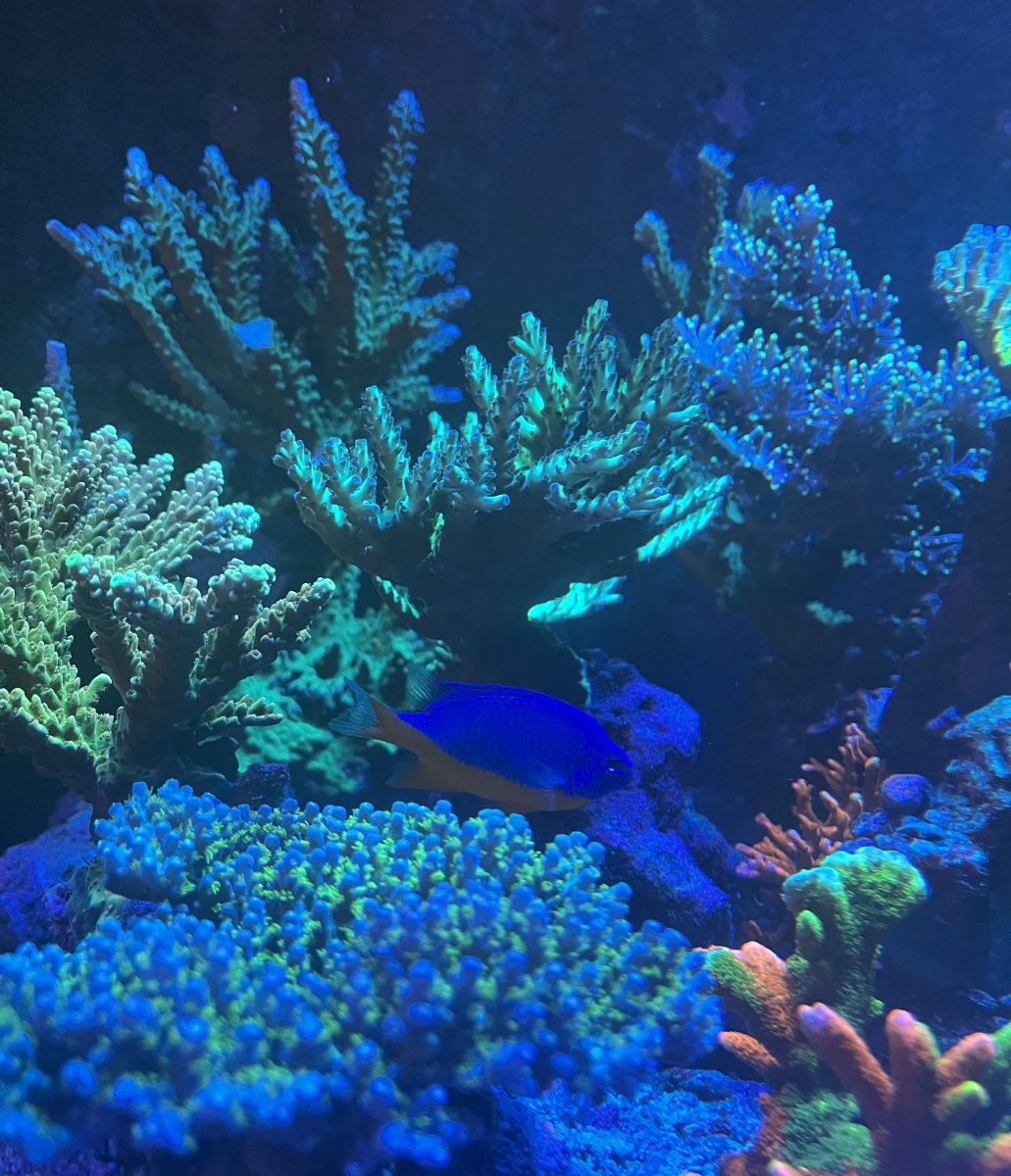 IMG_1976.jpeg