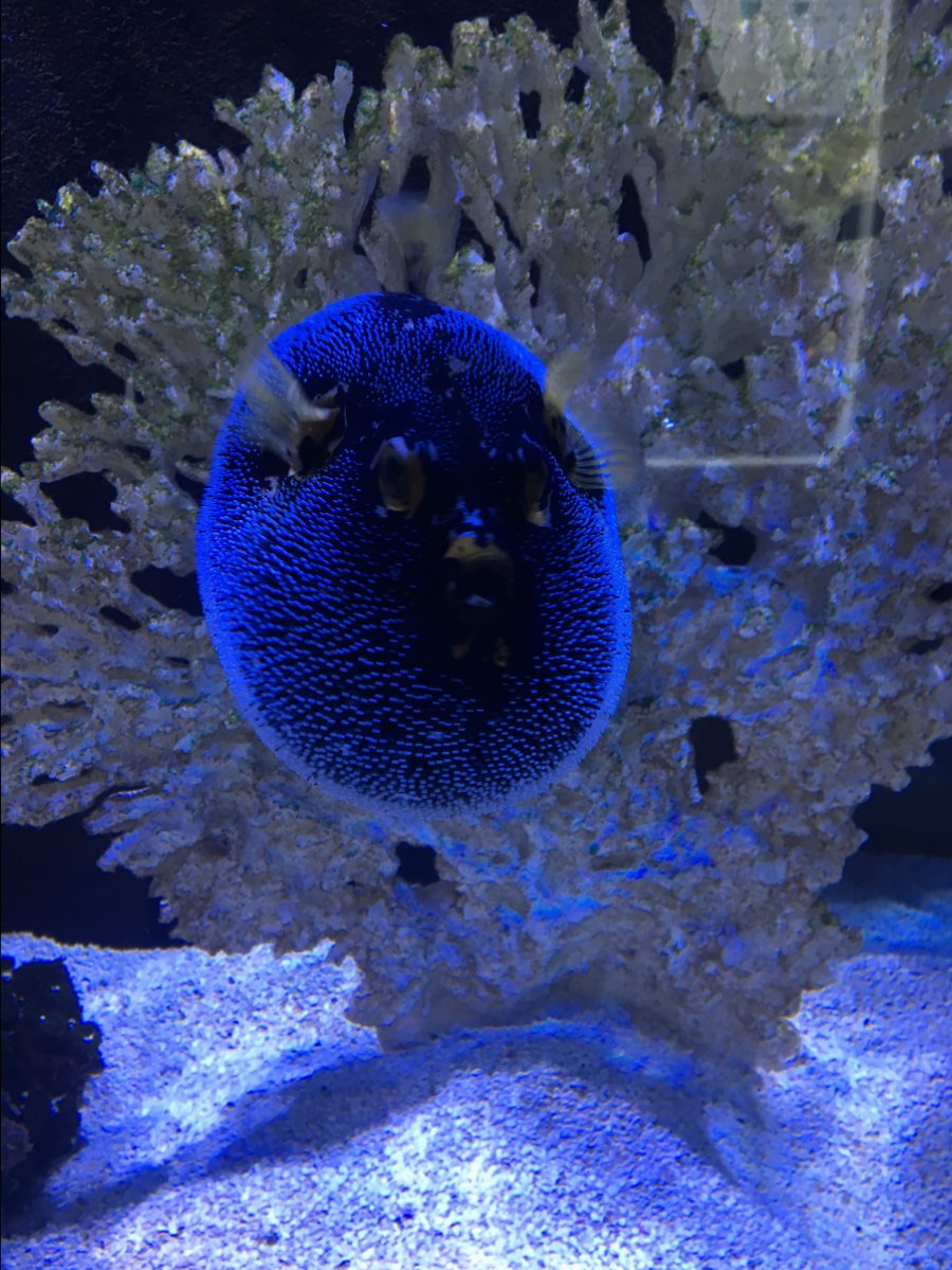 Puffer puffing | REEF2REEF Saltwater and Reef Aquarium Forum