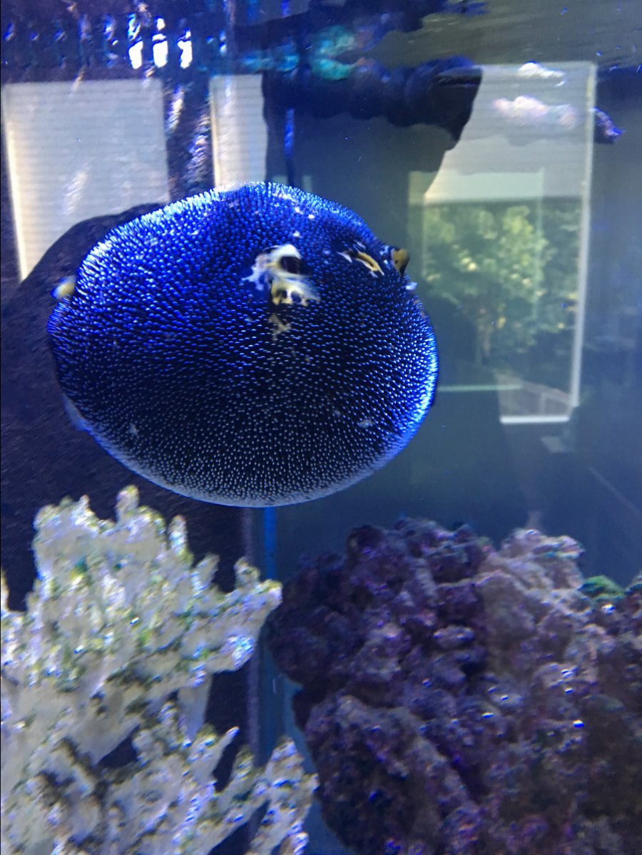 Puffer puffing | REEF2REEF Saltwater and Reef Aquarium Forum