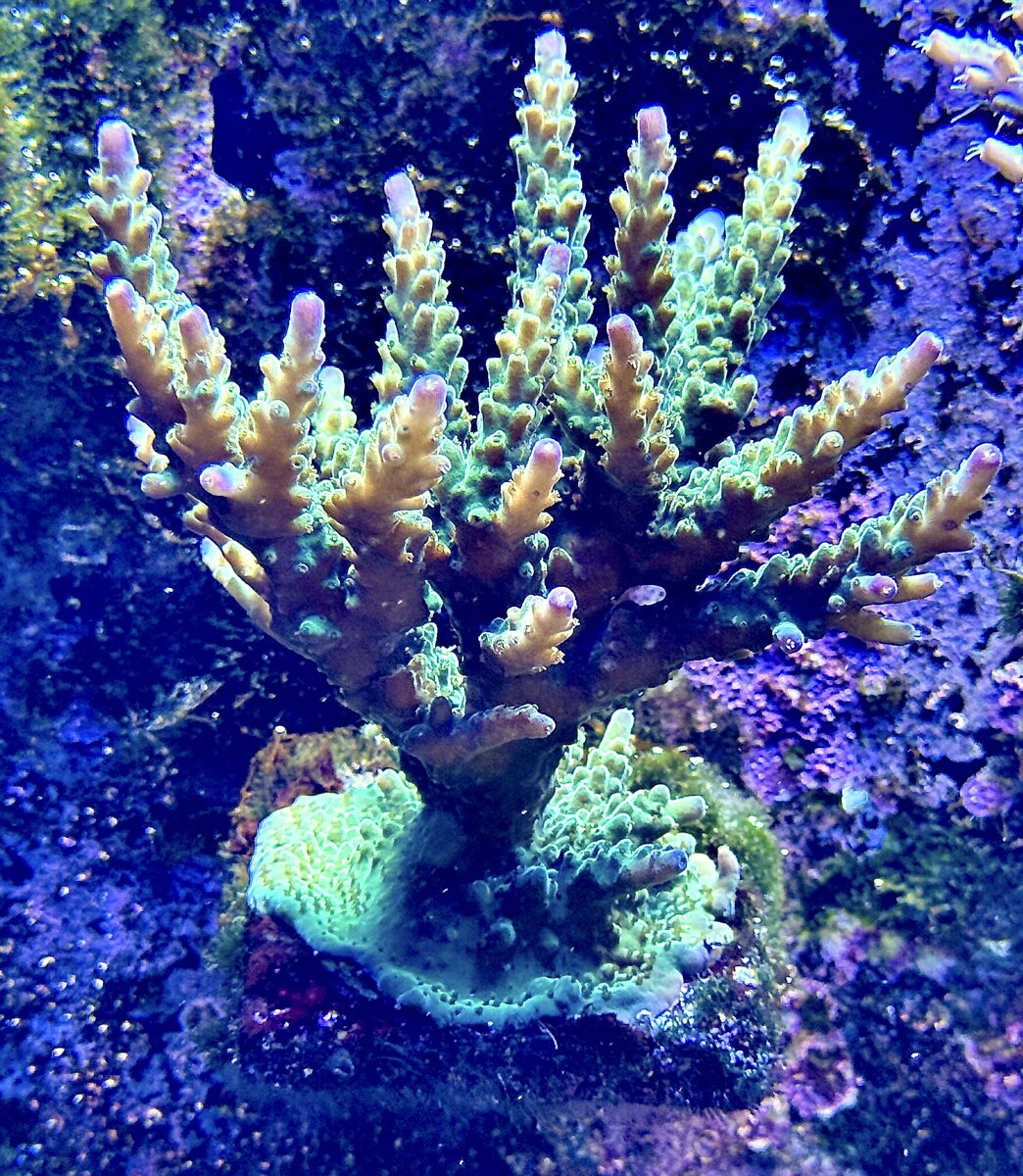 IMG_2004.jpeg