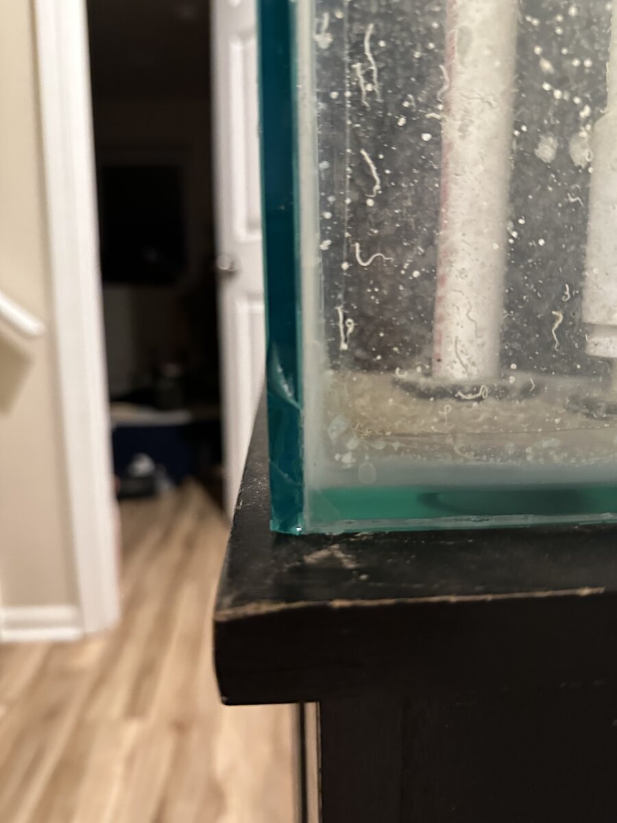 IMG_2004.jpeg