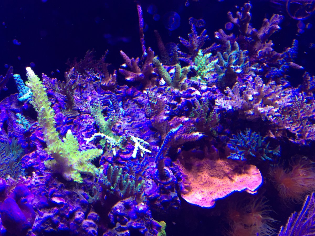Build Thread - Miles's 150gal open top mixed reef, pic heavy, mangroves ...