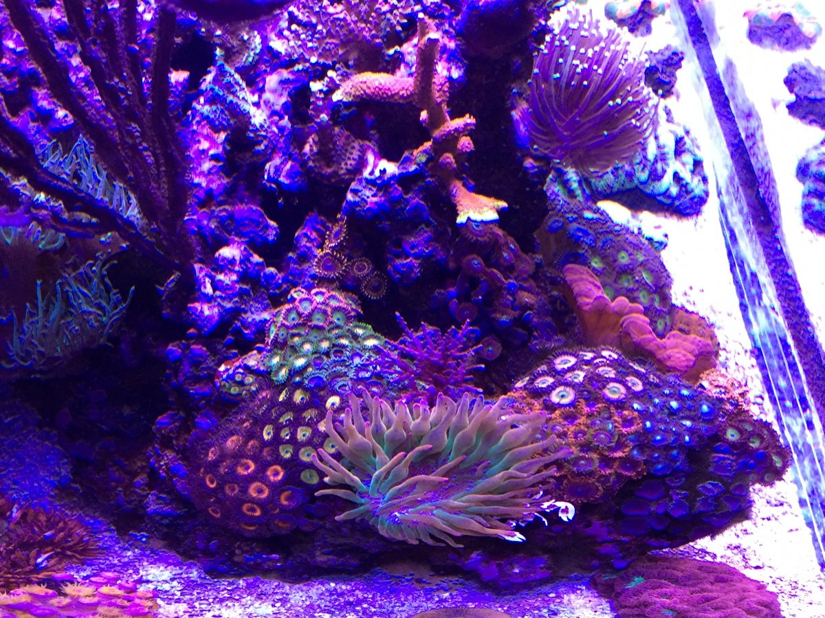 Build Thread - Miles's 150gal open top mixed reef, pic heavy, mangroves ...