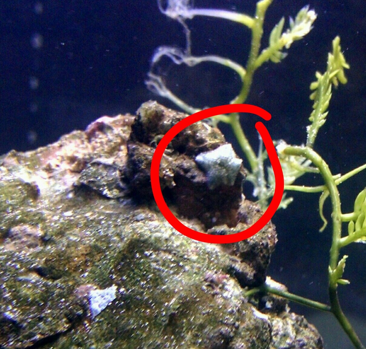 Baby Starfish? | REEF2REEF Saltwater and Reef Aquarium Forum